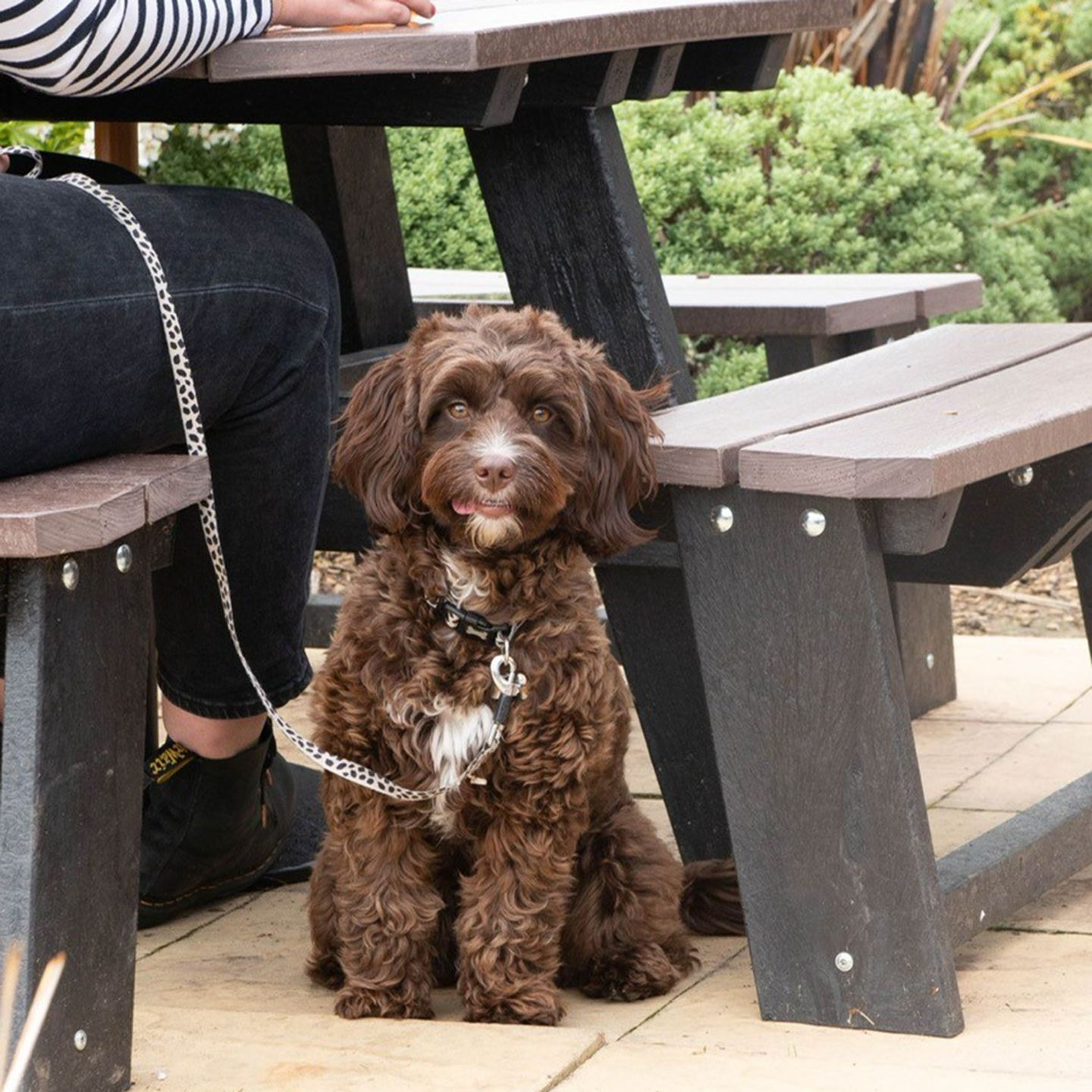 Your local dog friendly pub in Leek